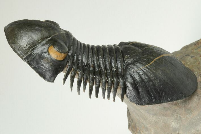 Paralejurus Trilobite Fossil - Orange Eyes #202701